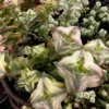 Variegated String of Buttons Succulent - Trailing Live Plant 4" Pot