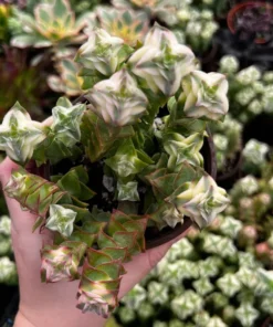Variegated String of Buttons Succulent - Trailing Live Plant 4" Pot