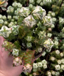 Variegated String of Buttons Succulent - Trailing Live Plant 4