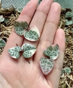 Variegated String of Hearts Cuttings, VSOH, Ceropegia Woodii Cuttings, Hanging Plant Cuttings, Baby Succulent for Propagation