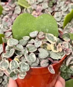 Variegated String of Hearts/VSOH/Ceropegia Woodii, Valentines Gift, Hanging Plant in 2.5", 4", 6" pot