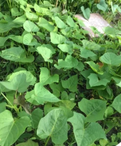 Variety Sweet Potato Slips - 20 Pack - Purple, Japanese Red, Okinawa, Beauregard