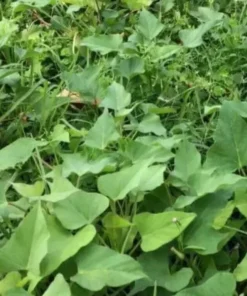 Variety Sweet potato Slips ( 15 Slips ) Beauregard + Japanese White + Purple