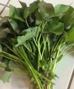 Variety Sweet potato Slips ( 15 Slips ) Beauregard + Japanese White + Purple