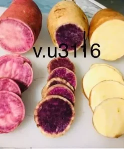 Variety Sweet potato Slips ( 15 Slips ) Korea Purple + Okinawa + Korean White