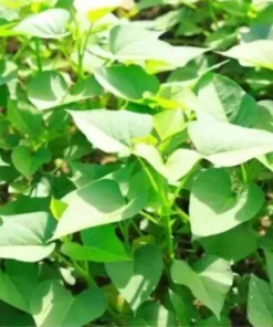 Variety Sweet potato Slips ( 15 Slips ) Korea Purple + Okinawa + Korean White