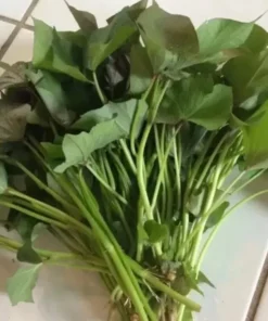 Variety Sweet potato Slips ( 15 Slips ) Korea Purple + Okinawa + Korean White