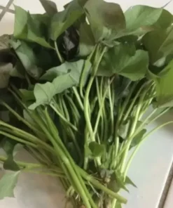 Variety Sweet potato Slips ( 15 Slips ) Okinawa + Red Japanese + Beauregard