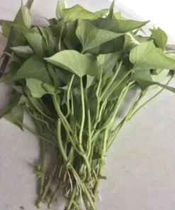 Variety Sweet potato Slips ( 15 Slips ) Okinawa + Red Japanese + Beauregard