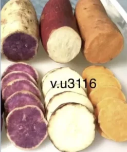 Variety Sweet potato Slips ( 15 Slips ) Okinawa + Red Japanese + Beauregard