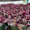 Wandering Jew Plant Tradescantia Zebrina 4''/6'' Pot Purple Live Houseplant