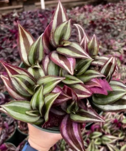 Wandering Jew Plant Tradescantia Zebrina 4''/6'' Pot Purple Live Houseplant