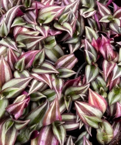 Wandering Jew Plant Tradescantia Zebrina 4''/6'' Pot Purple Live Houseplant