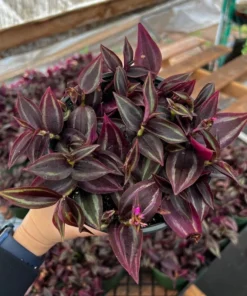 Wandering Jew Plant Tradescantia Zebrina 4''/6'' Pot Purple Live Houseplant