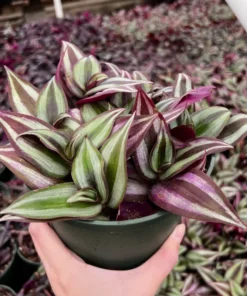Wandering Jew Plant Tradescantia Zebrina 4''/6'' Pot Purple Live Houseplant