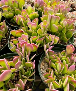 Weeping Jade Succulent Trailing Plant 4 inch Pot Green Home Decor Gift