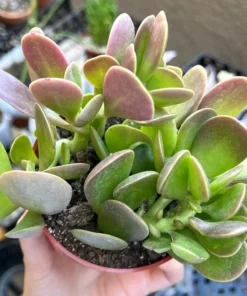 Weeping Jade Succulent Trailing Plant 4 inch Pot Green Home Decor Gift