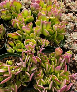 Weeping Jade Succulent Trailing Plant 4 inch Pot Green Home Decor Gift