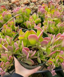 Weeping Jade Succulent Trailing Plant 4 inch Pot Green Home Decor Gift