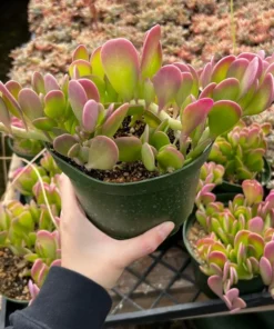 Weeping Jade Succulent Trailing Plant 4 inch Pot Green Home Decor Gift