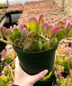 Weeping Jade Succulent Trailing Plant 4 inch Pot Green Home Decor Gift