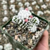 White Snowcap Cactus Mammillaria Gracilis 2 3.5 6 inch Pots Rare Succulent