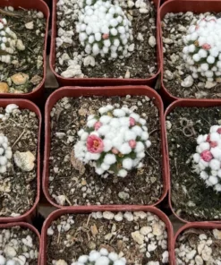 White Snowcap Cactus Mammillaria Gracilis 2 3.5 6 inch Pots Rare Succulent
