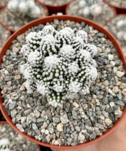 White Snowcap Cactus Mammillaria Gracilis 2 3.5 6 inch Pots Rare Succulent