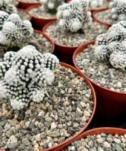 White Snowcap Cactus Mammillaria Gracilis 2 3.5 6 inch Pots Rare Succulent