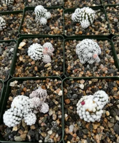 White Snowcap Cactus Mammillaria Gracilis 2 3.5 6 inch Pots Rare Succulent