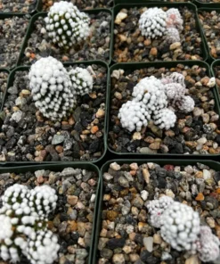 White Snowcap Cactus Mammillaria Gracilis 2 3.5 6 inch Pots Rare Succulent