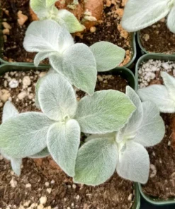 White-haired Sinningia Leucotricha Caudex Plant 2.5/4 Pot Rare Plant