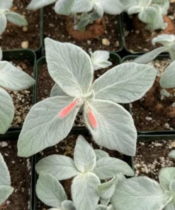 White-haired Sinningia Leucotricha Caudex Plant 2.5/4 Pot Rare Plant