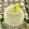 Yellow Crown Cactus Live Plant 4" Pot Blooming Notocactus Graessneri Albisetus
