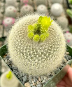 Yellow Crown Cactus Live Plant 4" Pot Blooming Notocactus Graessneri Albisetus