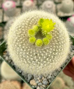 Yellow Crown Cactus Live Plant 4