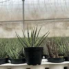 Zebra Plant, Haworthia Fasciata, Small Succulent, Easy care plant in 2", 4" pot