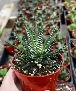 Zebra Plant, Haworthia Fasciata, Small Succulent, Easy care plant in 2", 4" pot