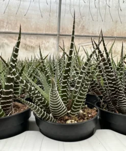 Zebra Plant, Haworthia Fasciata, Small Succulent, Easy care plant in 2