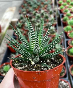 Zebra Plant, Haworthia Fasciata, Small Succulent, Easy care plant in 2