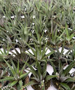 Zebra Plant, Haworthia Fasciata, Small Succulent, Easy care plant in 2