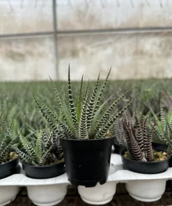 Zebra Plant, Haworthia Fasciata, Small Succulent, Easy care plant in 2