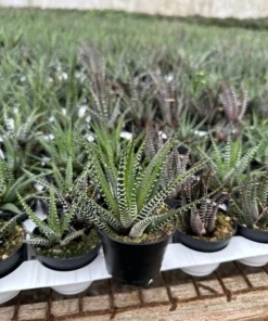 Zebra Plant, Haworthia Fasciata, Small Succulent, Easy care plant in 2