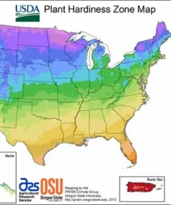 Zenith Zoysia Grass 1000 Seeds Starter Sample Kit - Grass Seeds For Lawn