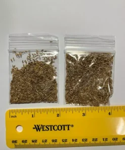 Zenith Zoysia Grass 1000 Seeds Starter Sample Kit - Grass Seeds For Lawn