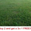 Zenith Zoysia Grass 5000 Seeds Starter Kit - Grass Seeds For Lawn