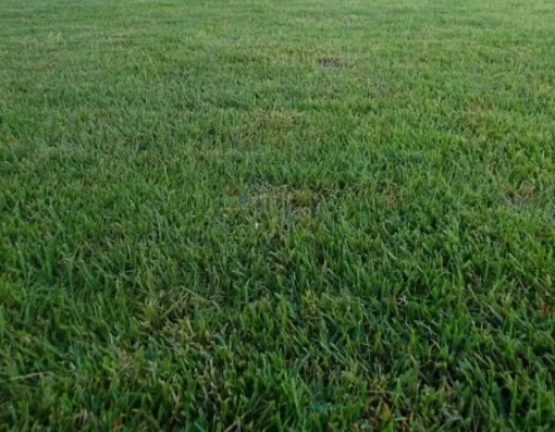 Zenith Zoysia Grass 5000 Seeds Starter Kit - Grass Seeds For Lawn