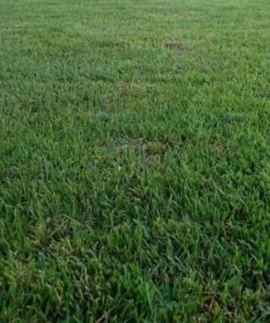 Zenith Zoysia Grass 5000 Seeds Starter Kit - Grass Seeds For Lawn