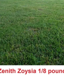 Zenith Zoysia Grass Seeds 1/8 Of A Pound (2 Ounces ) - Grass Seeds For Lawn