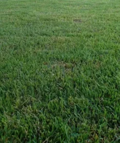 Zenith Zoysia Grass Seeds / Lawn Grass 1000 Seeds Sample Pack - Grass Seeds For Lawn